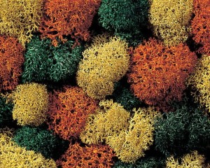 Mech jesienią, skala H0, NOCH 08630