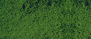 Płatki listowia ciemnozielone, drobne, skala H0/TT/N, HEKI 1612