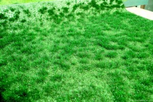 Trawa, Moorboden realistic Wildgras, Heki 1843