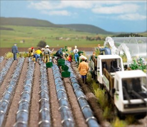 Pole z szparagami, skala H0, BUSCH 7176