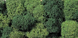 Mech, kolor jasno- i ciemnozielony, skala H0, NOCH 08610